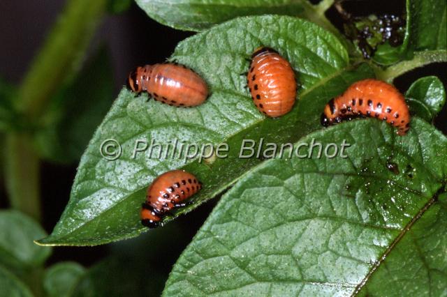 leptinotarsa larves.JPG - Leptinotarsa decemlineataLarves de DoryphoreColeoptera, ChrysomelidaeFrance